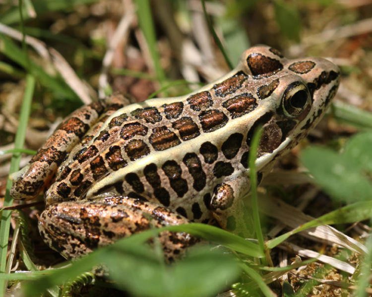 6-22-11-pickerel-frog-img_2545