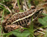 6-22-11-pickerel-frog-img_2545.jpg<br>Missing GPS Time<br>Missing GPS Data<br>--- deg<br>