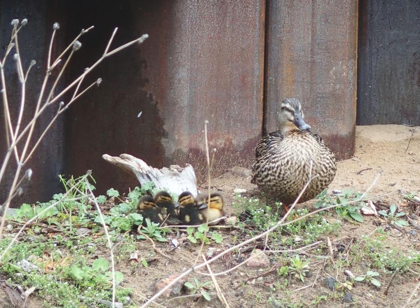 201905250065_new_ducks